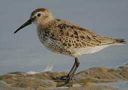 Dunlin