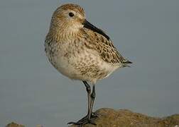 Dunlin