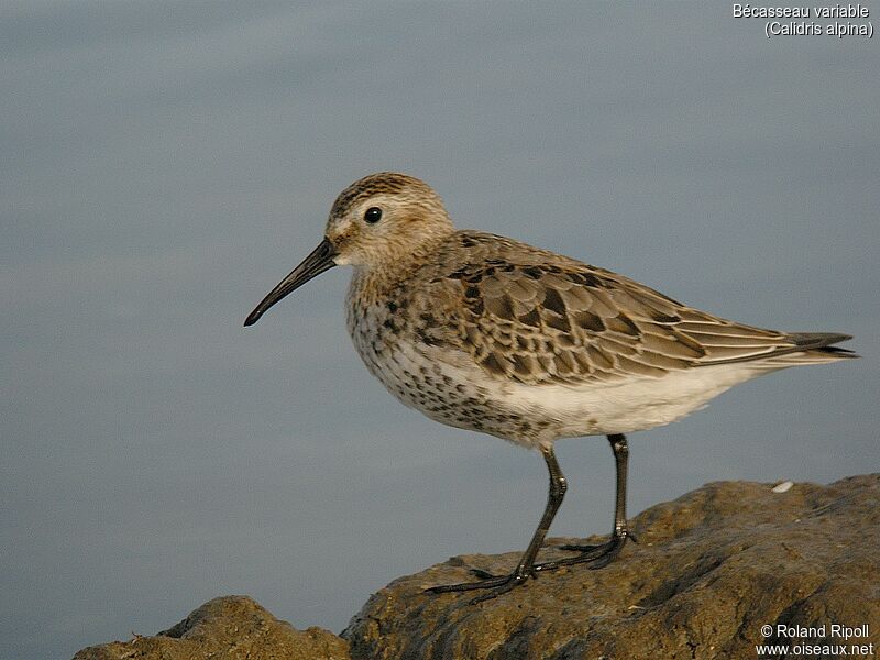 Bécasseau variable1ère année, identification