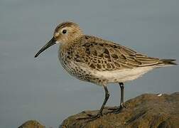 Dunlin