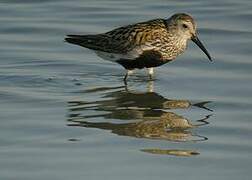 Dunlin