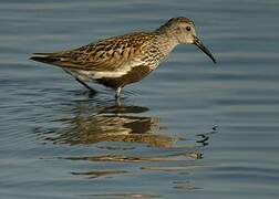 Dunlin