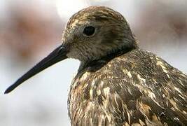 Dunlin