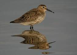 Dunlin