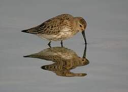 Dunlin