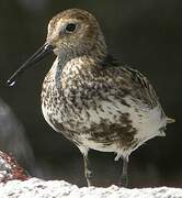 Dunlin