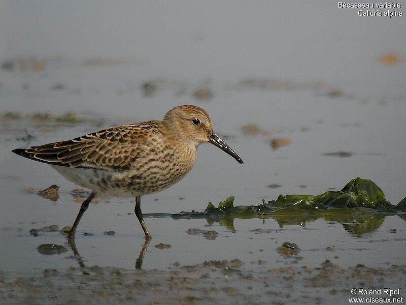 Bécasseau variable