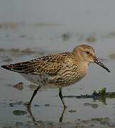 Dunlin