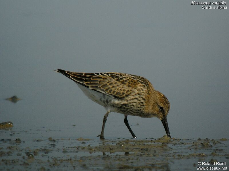 Dunlin