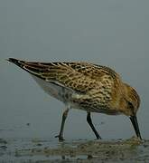 Dunlin