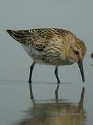 Dunlin