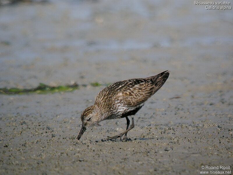 Dunlin