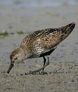 Dunlin