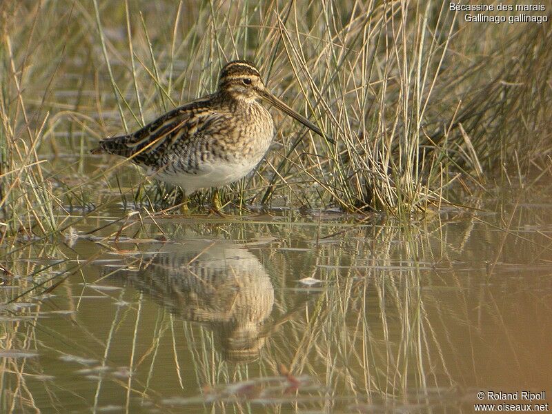 Common Snipeadult post breeding