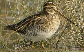 Common Snipe