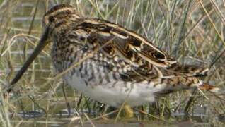 Common Snipe