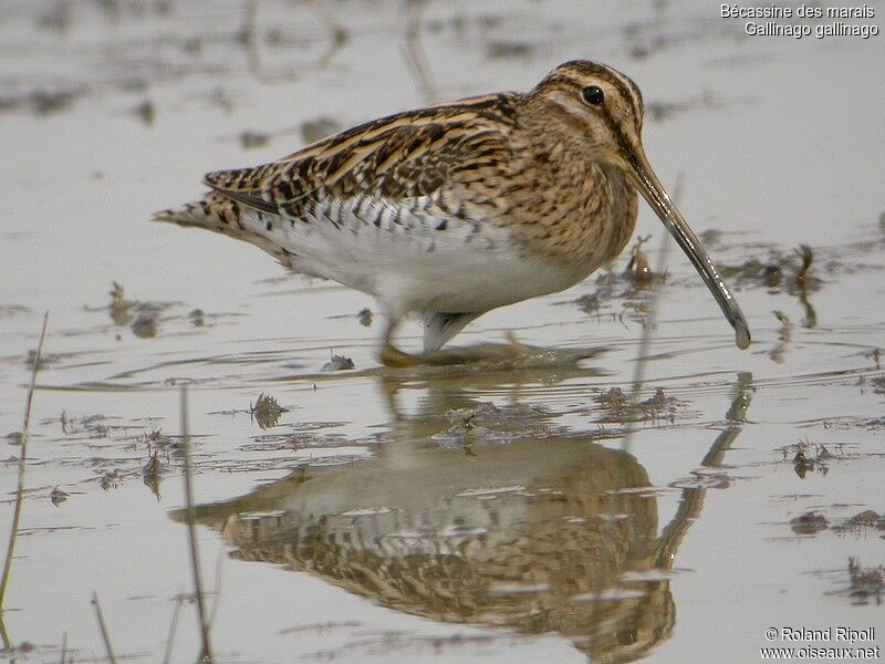 Common Snipeadult