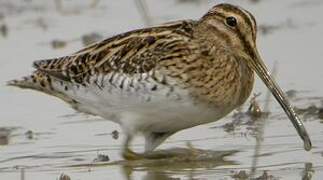 Common Snipe