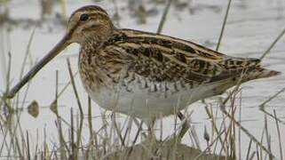 Common Snipe