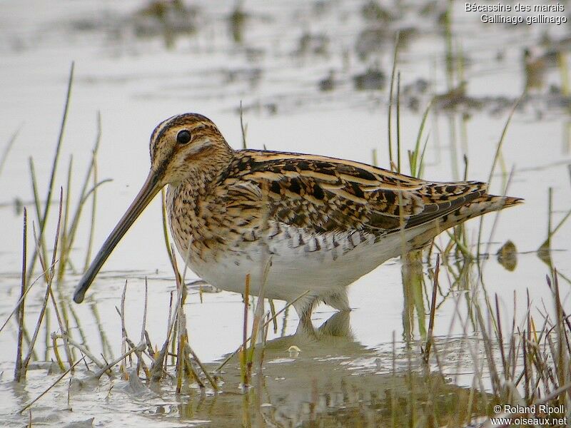 Common Snipeadult