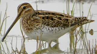 Common Snipe