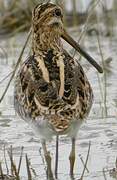 Common Snipe