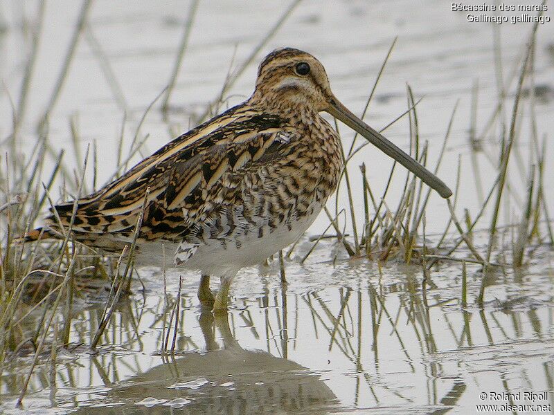 Common Snipeadult