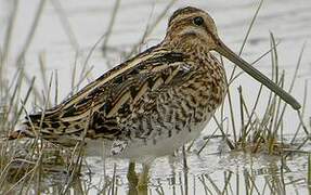 Common Snipe