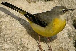 Grey Wagtail