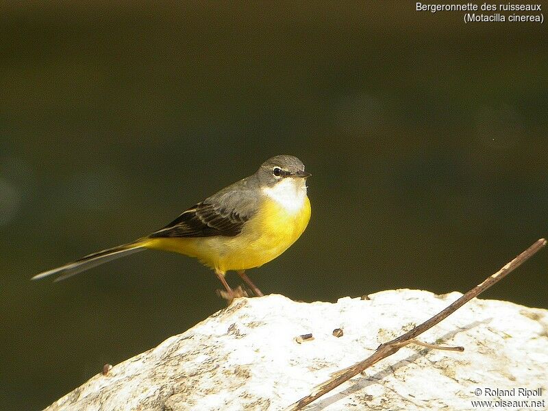 Grey Wagtail