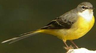 Grey Wagtail