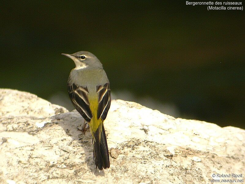 Grey Wagtail