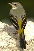 Grey Wagtail