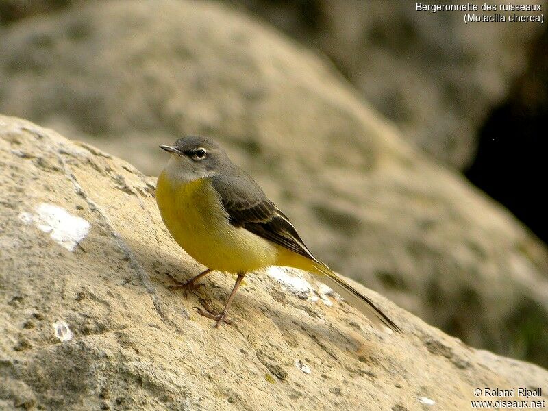 Grey Wagtail