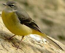 Grey Wagtail