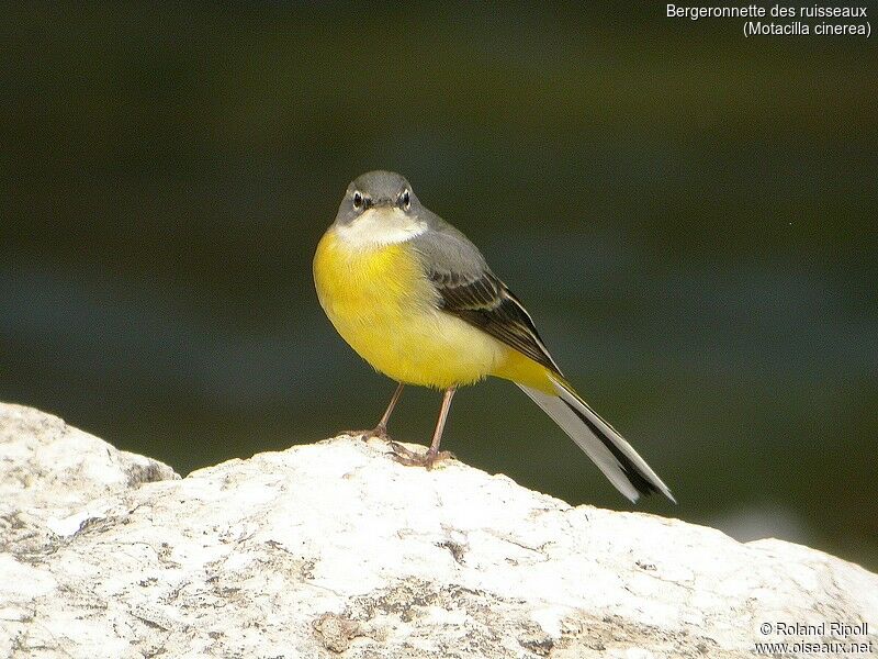 Bergeronnette des ruisseaux