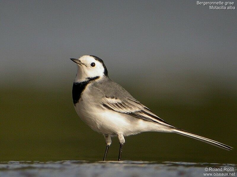 White Wagtailadult post breeding