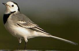 White Wagtail