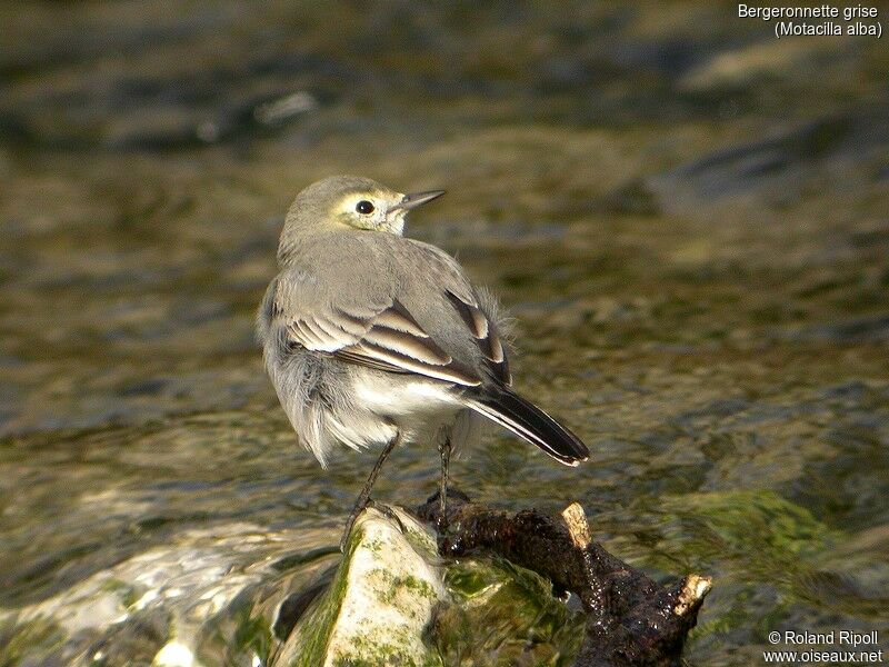 White Wagtail