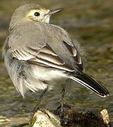 White Wagtail