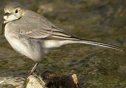 White Wagtail