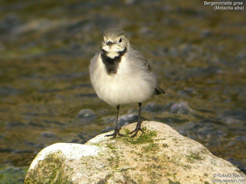 White Wagtail