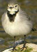 White Wagtail