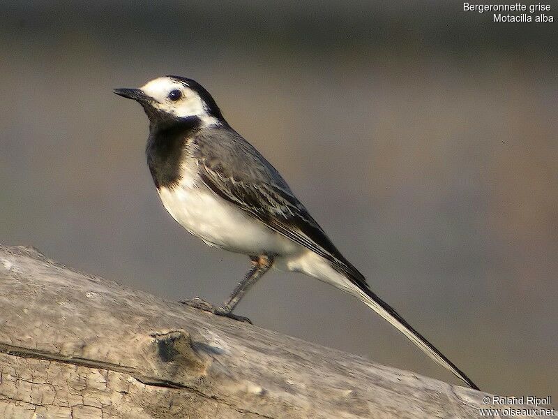 White Wagtail male adult breeding