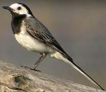 White Wagtail