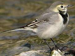 White Wagtail