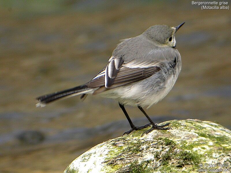 White Wagtail