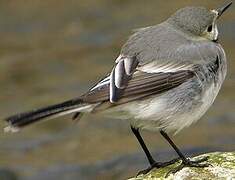 White Wagtail