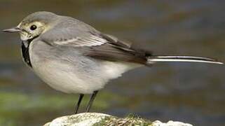 White Wagtail