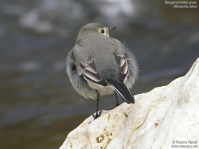 White Wagtail